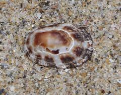Cellana radiata