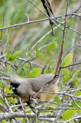 Colius striatus minor