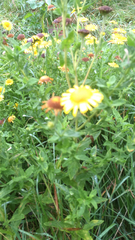 Pulicaria dysenterica