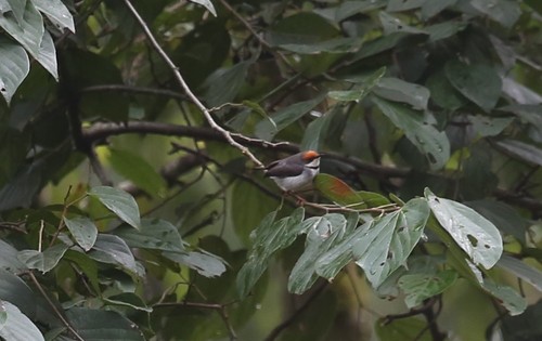 Eremomela turneri · NaturaLista Colombia