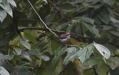 Eremomela turneri