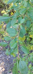 Salix