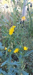 Sonchus arvensis uliginosus