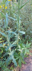 Sonchus arvensis uliginosus
