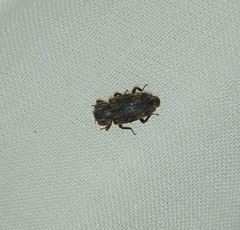 Zopheridae