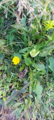 Taraxacum officinale