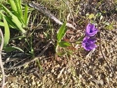 Babiana angustifolia