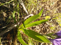 Babiana angustifolia