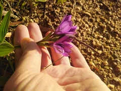 Babiana angustifolia
