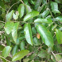 Casearia sylvestris