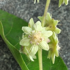 Casearia sylvestris