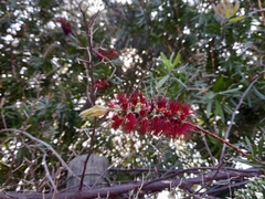 Melaleuca citrina