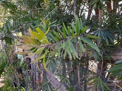 Melaleuca citrina