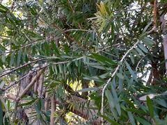 Melaleuca citrina