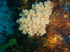 Eunephthya thyrsoidea
