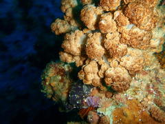 Eunephthya thyrsoidea
