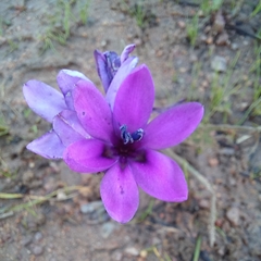 Babiana angustifolia