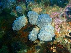 Eunephthya thyrsoidea