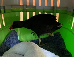 Gallinula chloropus meridionalis