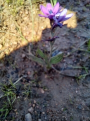 Babiana angustifolia