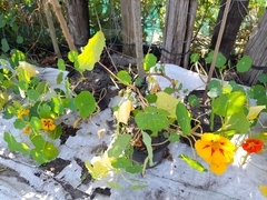 Tropaeolum majus