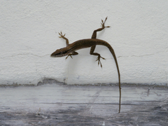 Anolis porcatus