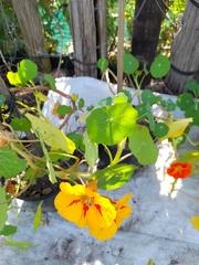 Tropaeolum majus