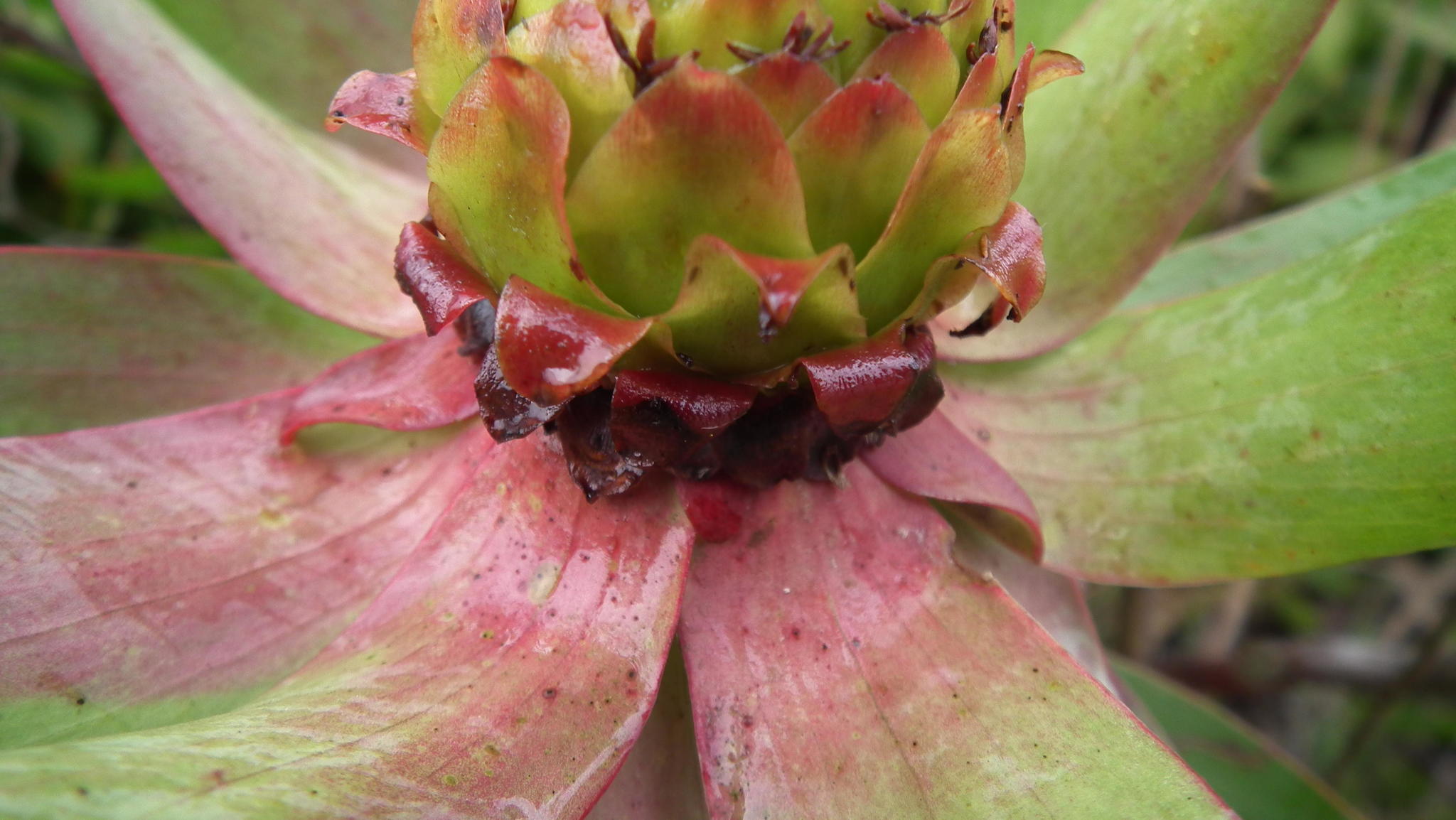 Van Stadens Conebush (Leucadendron orientale)
