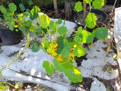 Tropaeolum majus