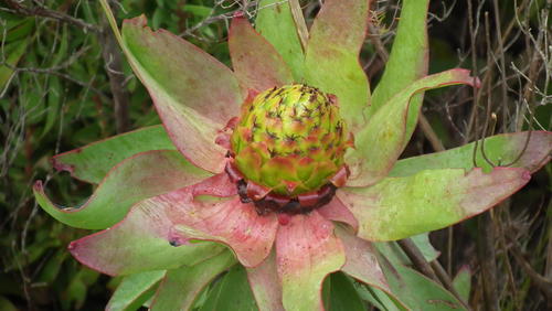 Leucadendron orientale, photograph 1