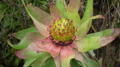 Leucadendron orientale