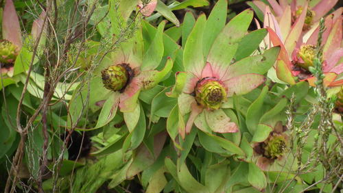 Leucadendron orientale, photograph 2