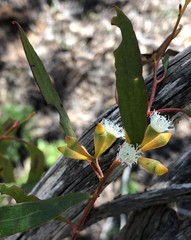 Eucalyptus calycogona