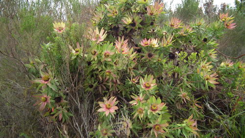 Leucadendron orientale, photograph 3