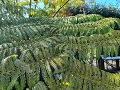 Cyathea cooperi