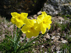 Narcissus