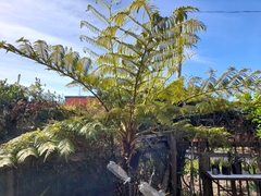 Cyathea cooperi