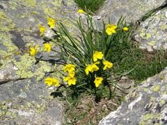 Narcissus