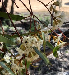 Eucalyptus calycogona