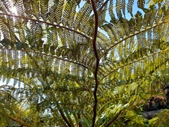 Cyathea cooperi