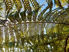 Cyathea cooperi