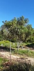 Acacia leiophylla