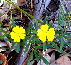 Hibbertia nitida