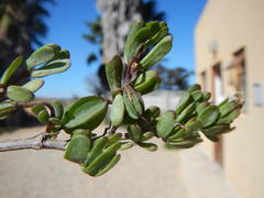 Roepera cuneifolia