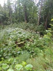 Impatiens glandulifera