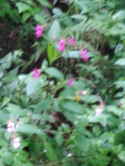 Impatiens glandulifera