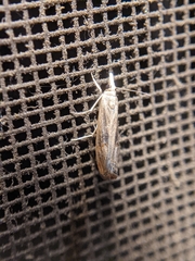 Parapediasia teterrellus