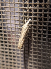 Parapediasia teterrellus