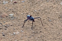 Acanthoplus longipes