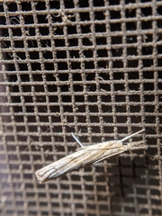 Parapediasia teterrellus